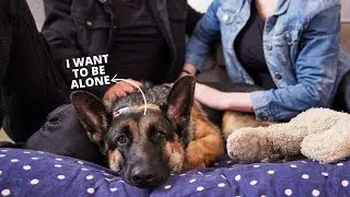 10 Critical Signs Your German Shepherd is in Their Final Days