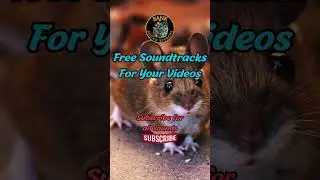 Animal Mouse Squeaking Sound Effects No Copyright #Shorts