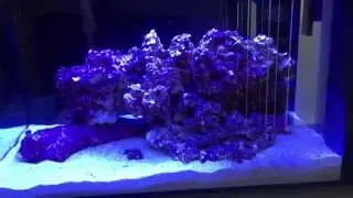 Fluval Sea Evo Aquarium