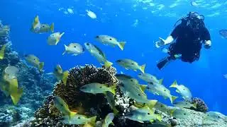 Reef Junkies  dive safari in Egypt!