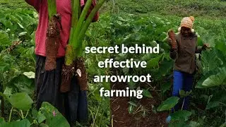 Everything you need to know about arrow root farming //the secrets