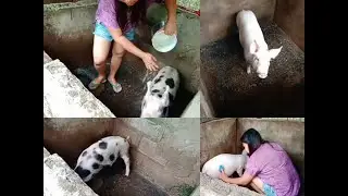 Cleaning Pig Pen House||Simple House of Pig Pen #Challenge pa more