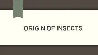 ORIGIN OF INSECTS