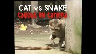Backyard Battle: Cat Fights Snake &mdash; Caught on Camera.  #CatVsSnake #CatsOfYouTube #BackyardBattle 