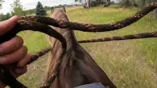 #horses #rockymountainhorse #horsebackriding #trailriding #quarterhorse #obstacles #horseriding #fun