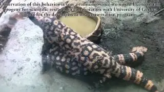 Gila Monster (Heloderma suspectum)