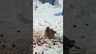 Свиристель на кормушке (Waxwing)