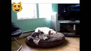 Милота☺️