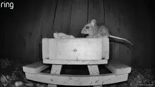 A Thankful Mouse