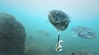 It's Getting Cold! Fishing Deeper Structure for Tog | Underwater + Fishing | Western LI Sound