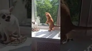 Chihuahua َAnd Cat  |  #486   @GizmizAnimals-d3v  #shorts