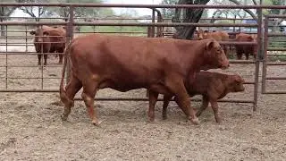 LOT 38