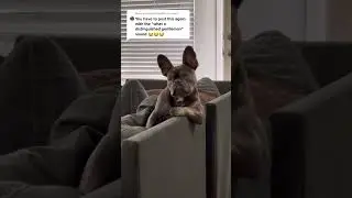 Look at this Distinguished Gentleman #cat #dog #animals #shorts #fyp #love #viral #video #page #love