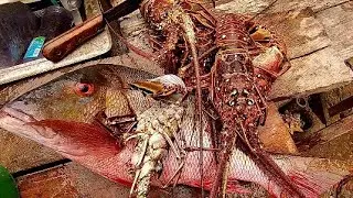 Unbelievable Huge Snapper Catch with Hand line while pulling Fish Traps | Fishpot fishing Jamaica