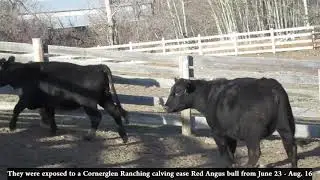 Cornerglen Ranching Black Angus bred Red homeraised PB heifers