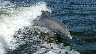 Destin Dolphin and Sunset Boat Cruises - (850) 428-3313