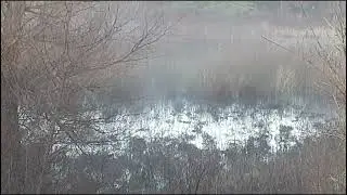 Birding the Broderick Boat Launch