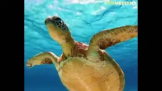Tobizness Online Business Directory Shopping Jobs Events Mauritius Africa India