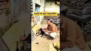 Food Poisoning on Goat #goat #ytshorts