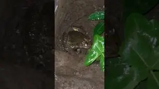 THIS power of indian frogs.              🐸 🐸 🐸 🐸
