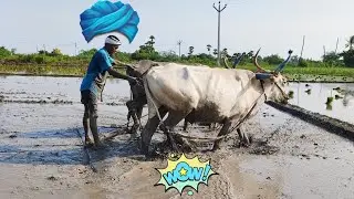 Bullock in mud leveling working style | Bullockcart | cow videos | two framer vs Bullock in field