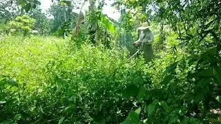 Grass Cutting◾56