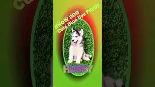 बर्फ का कुत्ता HUSKY 🥺||#shorts #husky #puppy