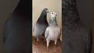 Grizzle Racing Pigeon 2025