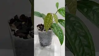 Anthurium Arisaemoides #aroidaddicts #houseplant #aroids #aroidlover #anthurium