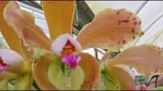 Orquídario Bella's Orquideas live Gustavo 27993091062