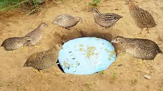 Deep Hole Unique Quail Bird Trap Using Box / How To Trap Quail Work 100%
