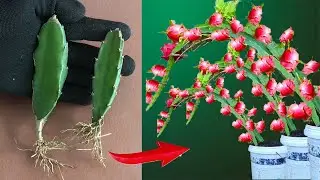 Propagating red dragon fruit trees with simple bananas... 100% gives many times better results