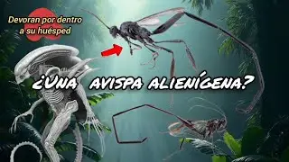 Hablemos de la avispa 