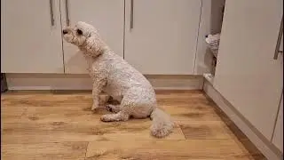 6 year old Cavapoochon with undiagnosed movement issues