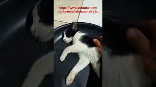 calon kepala geng yang baru #shorts #funny #cat