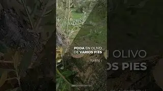 PODA EN OLIVO DE VARIOS PIES - PARTE I
