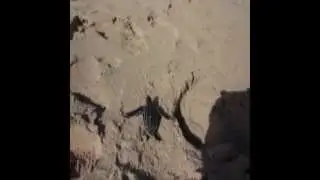Luthine la tortue luth n&eacute;e le 4 juin 2014 en Martinique
