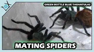 Breeding My Last Green Bottle Blue Female【Tarantula Breeding】