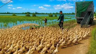 Ducks move to find a new land: life in the countryside of Vietnam in the floating season