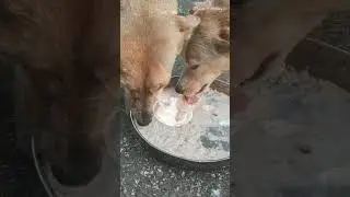 Feeding Stray Dogs | Small Acts of Kindness That Heal the Soul  #viralshort #viral