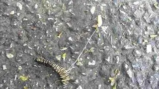 Tachinid fly larva trying to wriggle away with its dead host in tow