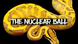 The Amazing Power of the Nuclear Ball Python