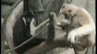 Observing Animals Systematically