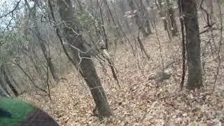 Public Land Bobcat Kill (Graphic)