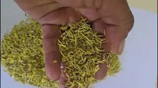 daruhaldi  Berberis aristata tea cut  tbc