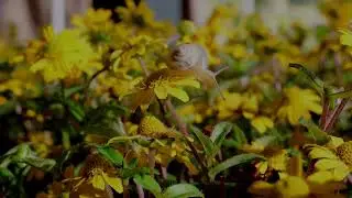 Snail, creeping animal, shell free stock video  Free for use & download