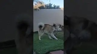 Husky Play Fight #shorts
