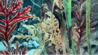 Sea Life Sydney Aquarium Part 2 of 6