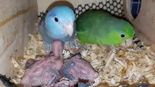 New born baby parrots are being cute forpus parrot bird Cute baby bird