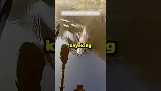 Man rescues an otter